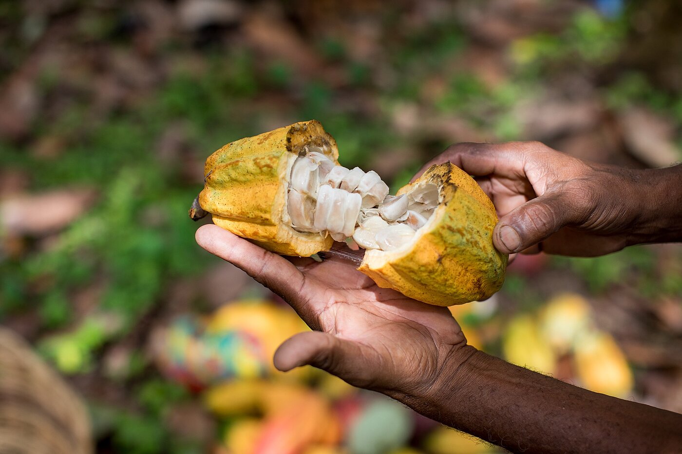 Cacao of Excellence 1